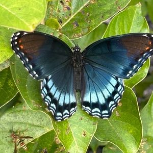 Meet your Posher, Tamara